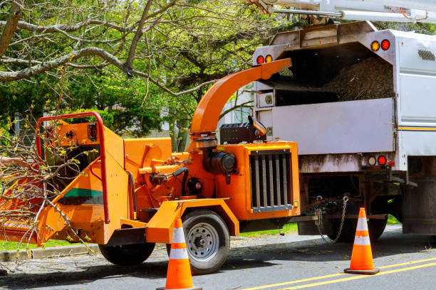 Professional  Tree Services in Oakhurst, OK