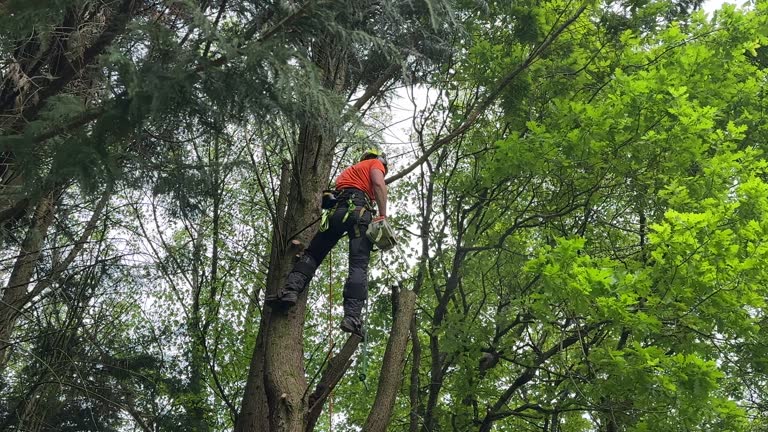 How Our Tree Care Process Works  in  Oakhurst, OK