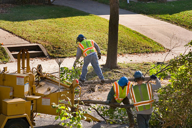 Best Tree Disease Treatment  in Oakhurst, OK