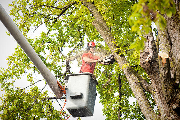 Best Emergency Tree Removal Services  in Oakhurst, OK